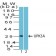 pgp9.5 (UCHL-1)(UCHL1/841), CF488A conjugate, 0.1mg/mL