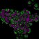 HSP60(LK1), CF488A conjugate, 0.1mg/mL