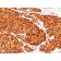 Tyrosinase(T311 + OCA1/812), CF488A conjugate, 0.1mg/mL