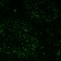PD1 / PDCD1 / CD279(PDCD1/922), CF488A conjugate, 0.1mg/mL