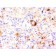 TNF alpha(J2D10), CF488A conjugate, 0.1mg/mL