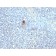TRAcP (Tartarate Resistant Acid Phosphatase)(ACP5/1070), CF488A conjugate, 0.1mg/mL