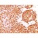 CD45RO(190-2F2.5), CF488A conjugate, 0.1mg/mL