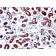 pS2(TFF1/1091), CF488A conjugate, 0.1mg/mL