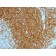 CD44 Standard(HCAM/1097), CF488A conjugate, 0.1mg/mL