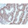 PAX2 (Renal Cell & Ovarian Carcinoma Marker) (PAX2/1104), CF488A conjugate, 0.1mg/mL