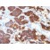 PTH / Parathyroid Hormone (N-Terminal)(PTH/1175), CF488A conjugate, 0.1mg/mL