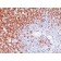 CD45RO(UCHL1 + T200/797), CF488A conjugate, 0.1mg/mL