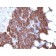 PTH (Parathyroid Hormone) (N & C Terminal) (3H9 + PTH/1175), CF488A conjugate, 0.1mg/mL