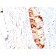 Biotium BNC881382-100, ALDH1A1 (Aldehyde Dehydrogenase 1A1)(ALDH1A1/1382), CF488A conjugate, 0.1mg/mL