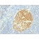MCM7 (Proliferation Marker) (MCM7/1469), CF488A conjugate, 0.1mg/mL