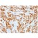 Biotium BNC881537-100, Beta-2 Microglobulin (Renal Failure &Tumor Marker) (rB2M/961), CF488A conjugate, 0.1mg/mL