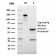 CD62L (L-Selectin)(LAM1-116), CF488A conjugate, 0.1mg/mL