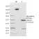 CD62L (L-Selectin)(CD62L/1588), CF488A conjugate, 0.1mg/mL