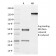 CD51 / Integrin V(ITGAV/1610), CF488A conjugate, 0.1mg/mL