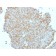 CD99 / MIC2 (Ewing's Sarcoma Marker), CF488A conjugate, 0.1mg/mL