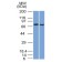 TCF4 (Transcription Factor 4) (TCF4/1705), CF488A conjugate, 0.1mg/mL