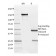 PD-L2 / PDCD1LG2 / CD273(PDL2/1850), CF488A conjugate, 0.1mg/mL