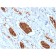 Glycophorin A / CD235a (Erythrocyte Marker) (rGYPA/280), CF488A conjugate, 0.1mg/mL