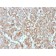 DOG-1 / TMEM16A (Gastrointestinal Stromal Tumor Marker)(rDG1/447), CF488A conjugate, 0.1mg/mL