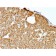 Parathyroid Hormone (PTH) (N-Terminal)(rPTH/911), CF488A conjugate, 0.1mg/mL
