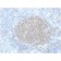 PAX5 / BSAP (Early B-Cell Marker) (PCRP-PAX5-1B7), CF488A conjugate, 0.1mg/mL