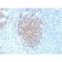 PAX5 / BSAP (Early B-Cell Marker) (PCRP-PAX5-1B1), CF488A conjugate, 0.1mg/mL