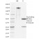 PD1, Mouse(RMP1-14), CF488A conjugate, 0.1mg/mL