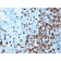 TCL1 (T-Cell Marker)(TCL1/2079), CF488A conjugate, 0.1mg/mL