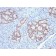 HNF1A (Pancreatic Tumor Suppressor)(HNF1A/2087), CF488A conjugate, 0.1mg/mL