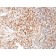 HSV1 (Herpes Simplex Virus Type I)(HSVI/2095), CF488A conjugate, 0.1mg/mL