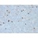 Human IgM (Immunoglobulin Mu Heavy Chain) (B-Cell Marker)(R1/69), CF488A conjugate, 0.1mg/mL