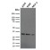 Replication Protein A2 (RPA2)(RPA2/2106), CF488A conjugate, 0.1mg/mL