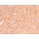 PGP9.5 / UchL1 (pan-Neuronal Marker) (rUCHL1/775), CF488A conjugate, 0.1mg/mL
