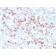 Tyrosinase (Melanoma Marker)(rOCA1/812), CF488A conjugate, 0.1mg/mL