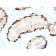 Melanoma Antigen Family A, 4 / MAGEA4(CPTC-MAGEA4-1), CF488A conjugate, 0.1mg/mL