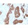 PDZ and LIM Domain 1(CPTC-PDLIM1-1), CF488A conjugate, 0.1mg/mL