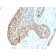 Phospho C-Jun (Thr91, Thr93)(C-J 4C4/1), CF488A conjugate, 0.1mg/mL