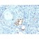 TRAcP (Tartrate-Resistant Acid Phosphatase) (Hairy Cell Leukemia Marker) (ACP5/2336R), CF488A conjugate, 0.1mg/mL