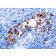 TRAcP (Tartrate-Resistant Acid Phosphatase) (Hairy Cell Leukemia Marker) (rACP5/1070), CF488A conjugate, 0.1mg/mL