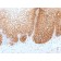 CD44v9 (Marker of Tumor Metastasis) (rCD44v9/1459), CF488A conjugate, 0.1mg/mL