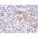 Biotium BNC882366-100, CD269 / TNFRSF17 / BCMA (B-Cell Maturation Protein) (BCMA/2366), CF488A conjugate, 0.1mg/mL