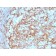 Biotium BNC882385-100, CD14 (Monocyte / Macrophage Marker) (LPSR/2385), CF488A conjugate, 0.1mg/mL
