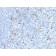 Perforin-1 (Pore Forming Protein) (Apoptosis Marker)(PRF1/2470), CF488A conjugate, 0.1mg/mL