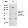 Peroxiredoxin 4 (Prognostic Marker for Lung SqCC)(CPTC-PRDX4-2), CF488A conjugate, 0.1mg/mL