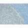 Biotium BNC882498-500, Bcl-6 (Follicular Lymphoma Marker) (rBCL6/1718), CF488A conjugate, 0.1mg/mL