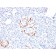 NKX6.1 (Marker for Pancreatic and Duodenal Neuroendocrine Tumors) (NKX61/2561), CF488A conjugate, 0.1mg/mL
