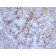 MUC16 / CA125 (Ovarian Carcinoma Marker)(500000000000), CF488A conjugate, 0.1mg/mL