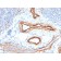 MTF1(MTF1/2649), CF488A conjugate, 0.1mg/mL