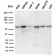 PD-L2 / PDCD1LG2 / CD273(PDL2/2676), CF488A conjugate, 0.1mg/mL